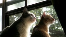 Two Cats Concentrating On Something In The Trees
