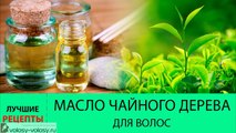 Масло чайного дерева для волос. ПОЛЬЗА и ПРИМЕНЕНИЕ масла чайного дерева для волос