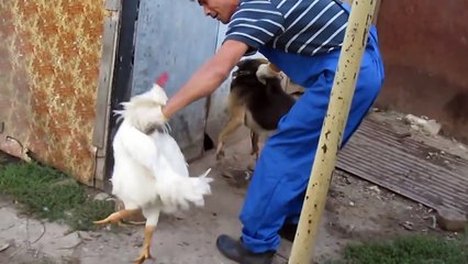 НАГЛЫЙ ПЕТУХ !!! смотрите видео