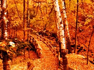 Zahid ne Mera Hasil-e-Emaan Nahi Dekhaa Abida Parveen