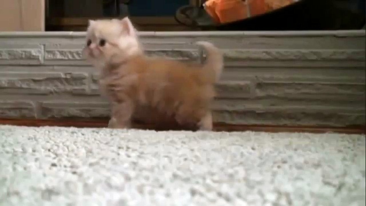 Котенок смешно топает