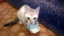 Котик воришка. Котэ отжигает. Смешные животные. Cat thief. Kote annealed. Funny animals