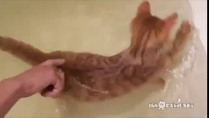 Котик плавает в ванне