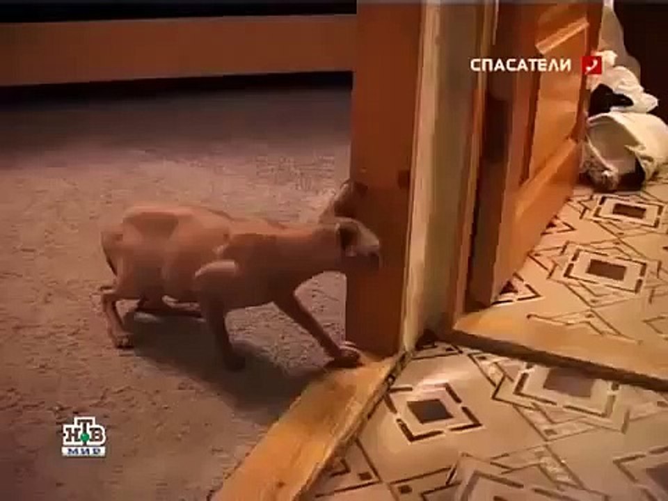 Коту сорвало башню от одиночества