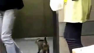 Кошка в лифте не перепутает этаж