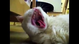 Лучшая подборка зевающих котов