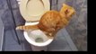 ПРИКОЛ - Кот ходит в туалет как человек