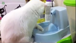 Самые весёлые кошки, которые любят воду