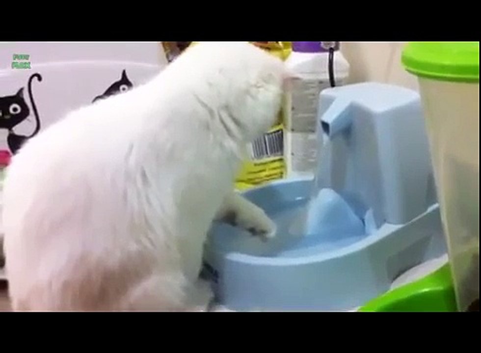 Самые весёлые кошки, которые любят воду