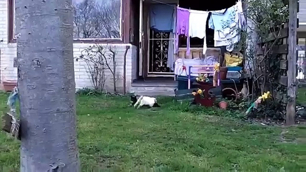 Сексуально озабоченный кролик пристает к коту