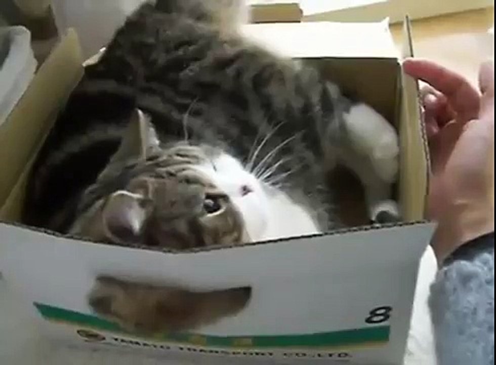 Смешной котик в коробке
