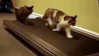 Смешные коты против беговой дорожки