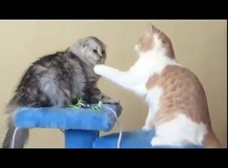 Смешные кошки вяло дерутся за игрушку