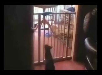 Смешные кошки в интернете. Funny Cat Videos