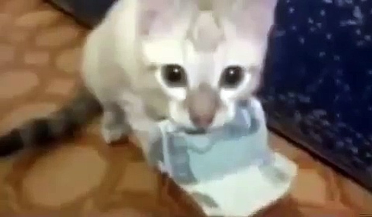 Рыжий котэ украл деньги. Кот воришка