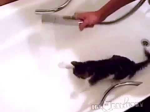 Смешная кошка ловит струю душа