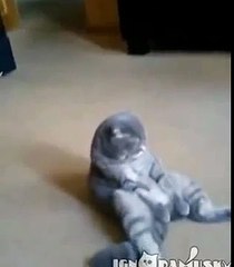 Смешной и послушный кот