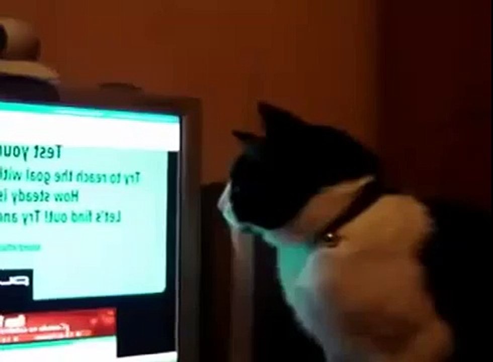 Смешной кошачий испуг
