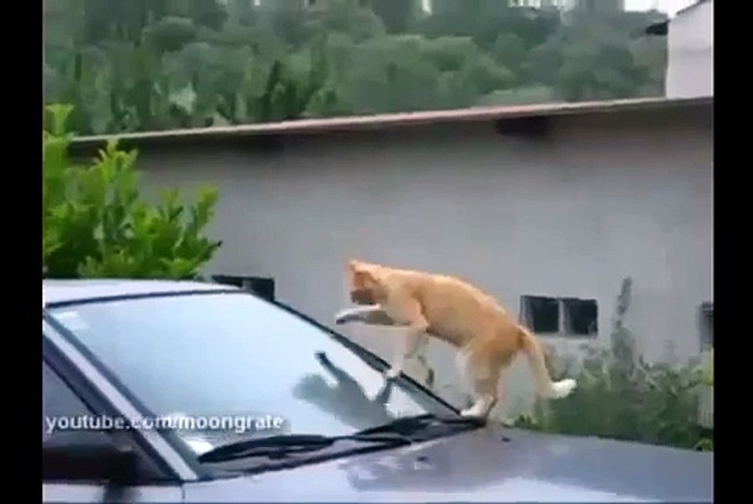 Смешные кошки. Стекло-кото-очиститель. Funny Cat Videos