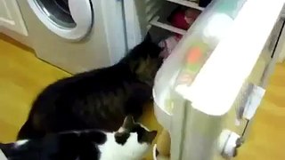 Умный кот открывает лапой холодильник. Смешные коты