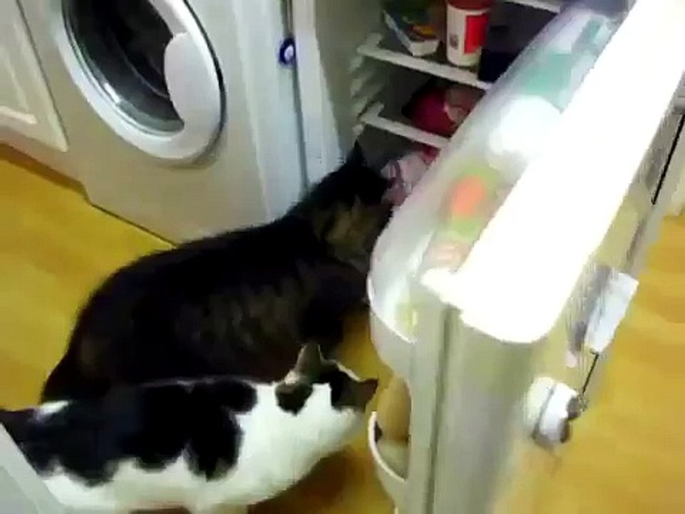 Умный кот открывает лапой холодильник. Смешные коты