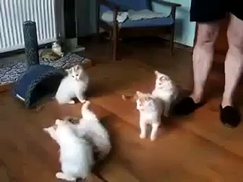 Целая куча веселых котят. Кот, кошка, котенок, котэ