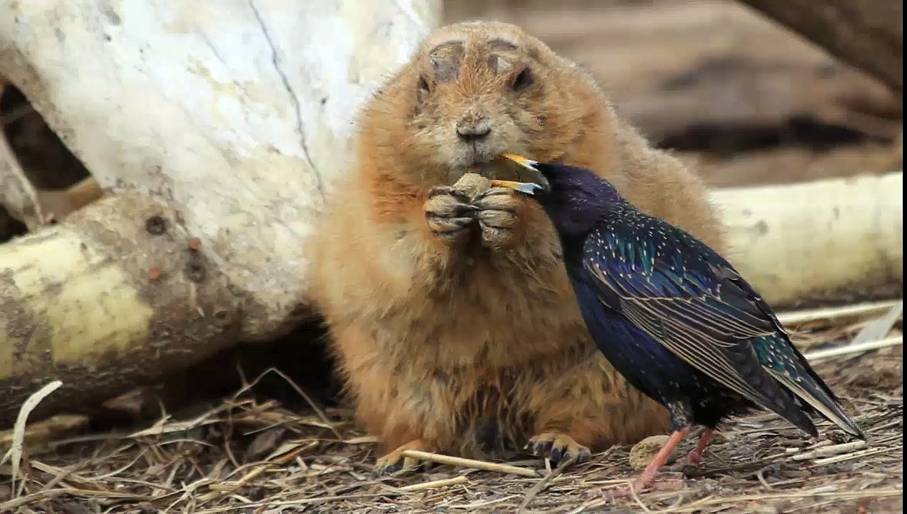 A bird is trying to get food from a prairie