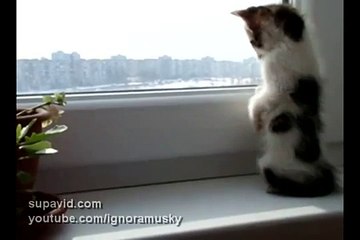 Котенок смотрит в окно. Cute kitten looking out the window