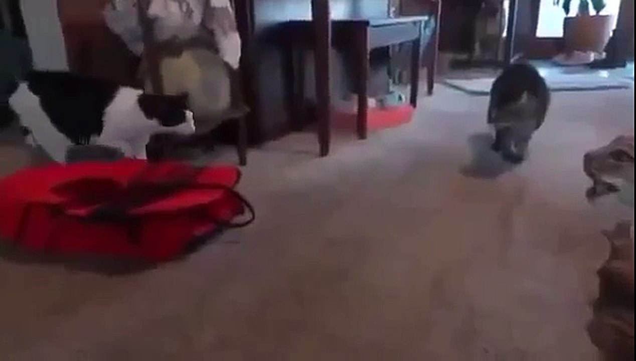 Коты и чучело рыси. Ахаха Прикол!