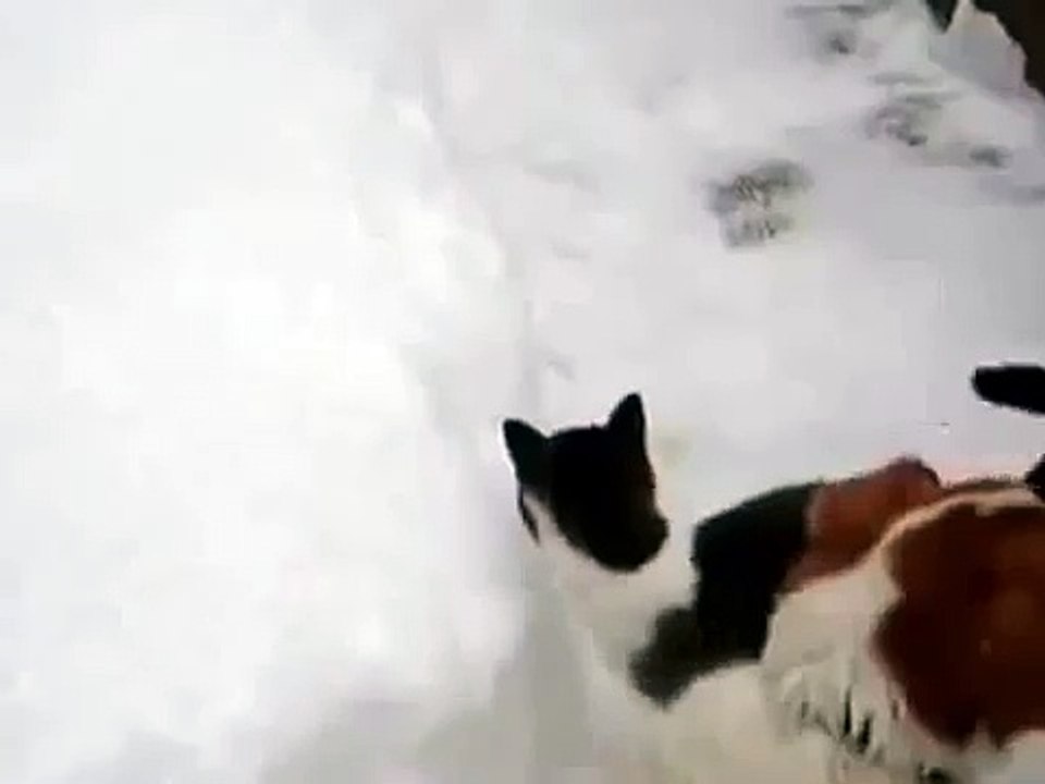 Котэ ошалел от первого снега. Ахаха Прикол!