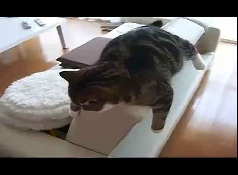 Личная жизнь кота