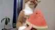 Милый котик ест арбуз. Смешные и милые животные