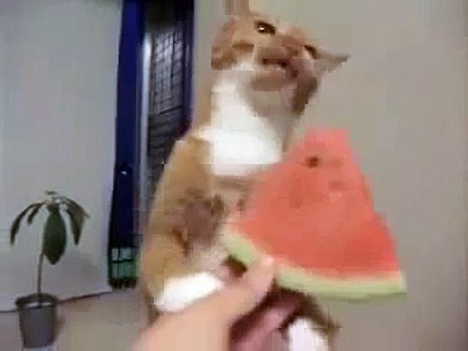 Милый котик ест арбуз. Смешные и милые животные