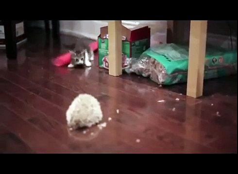 ПРИКОЛ - Ёжик знакомится с котенком