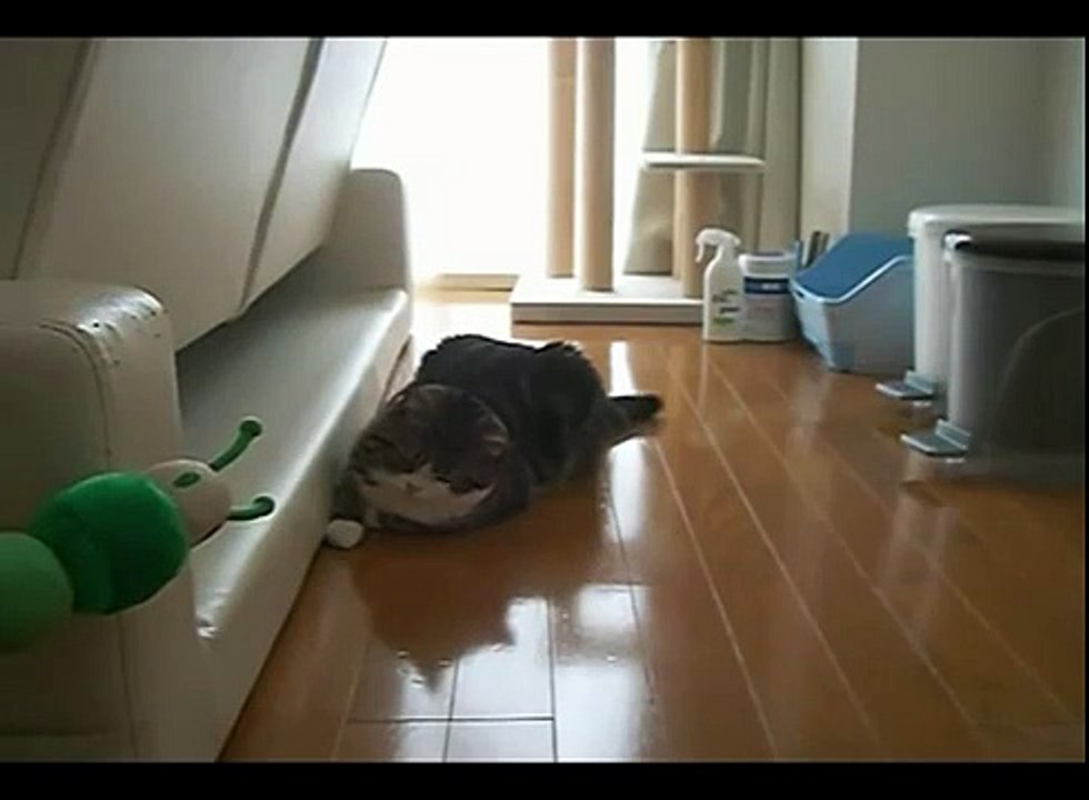 ПРИКОЛ - кот и зеленая гусеница