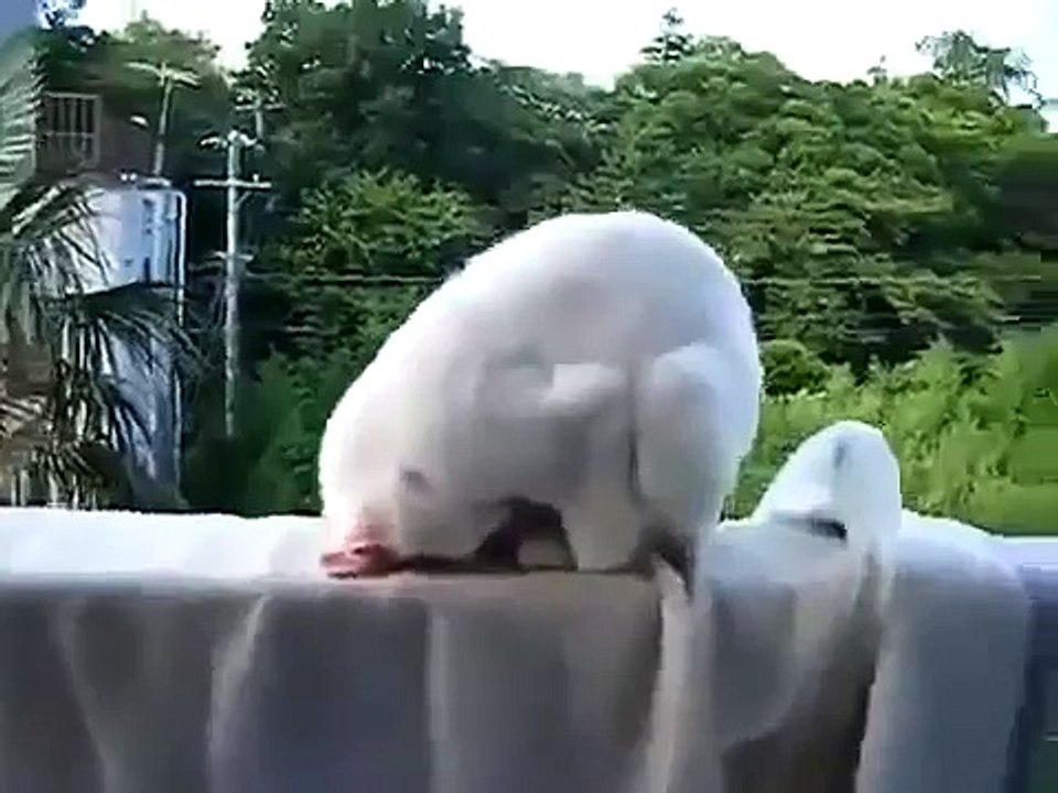 Смешная кошка. Очень странная поза для сна