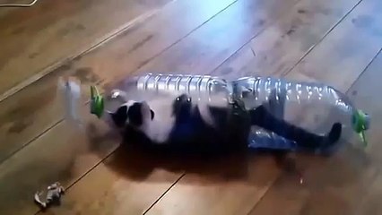 Смешное видео. Кот в бутылке