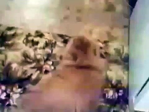 Смотреть всем! Кот из Ада!