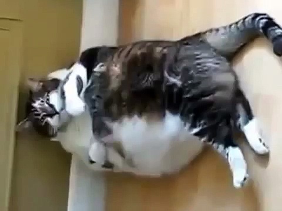 Толстый кот ЕСТ!