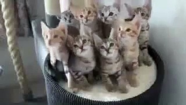 Котята зажигают под музыку