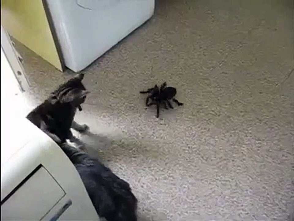 Кошки и паук тарантул