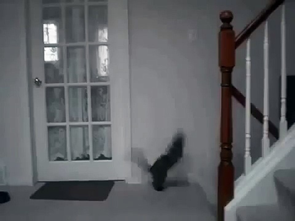 Летающий кот ниндзя. Веселые коты и кошки