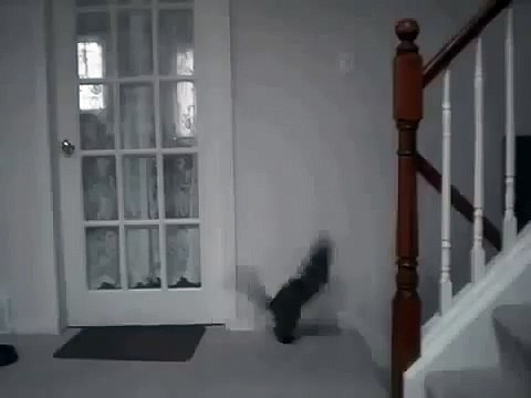 Летающий кот ниндзя. Веселые коты и кошки