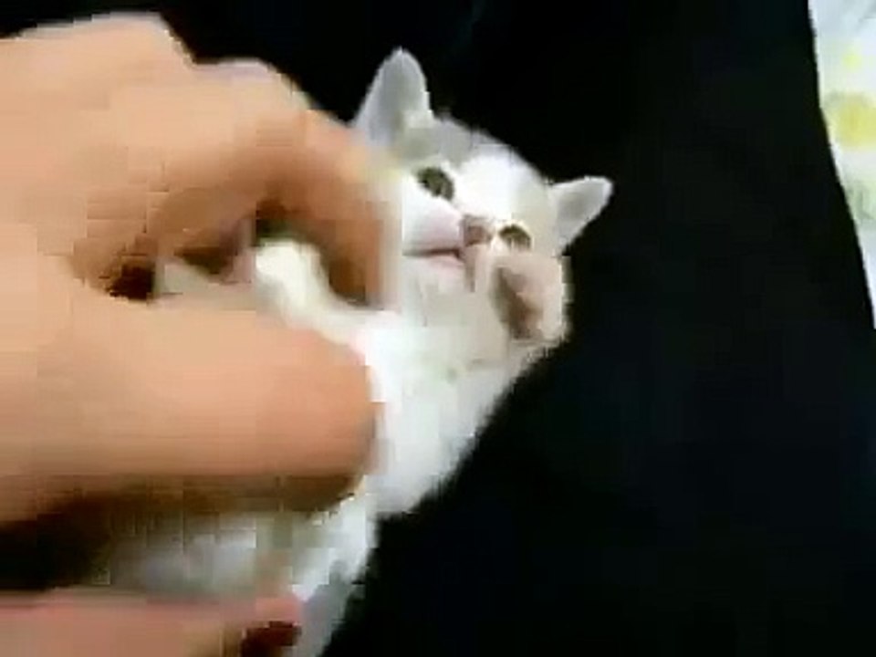 Маленький, смешной, забавный котенок