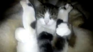 Медитирующий кот. Cat meditation