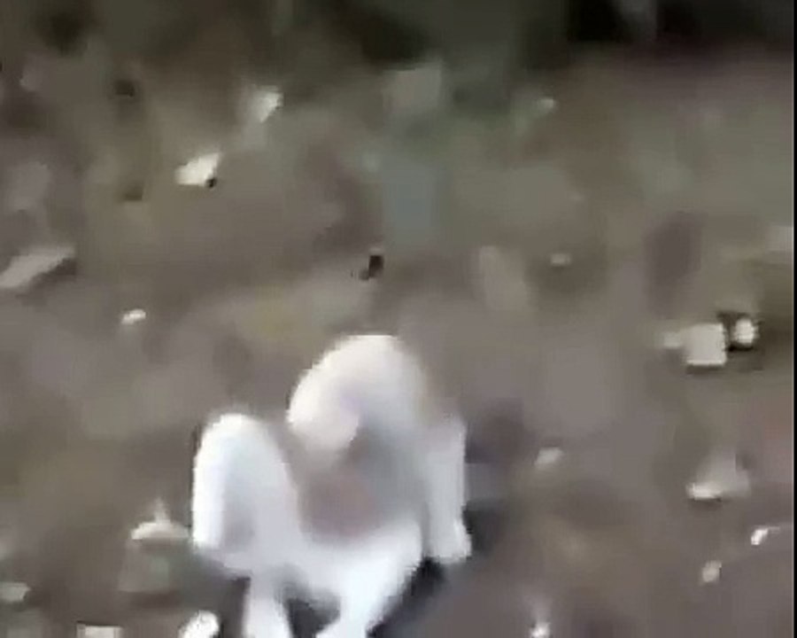 Очень опасный кот