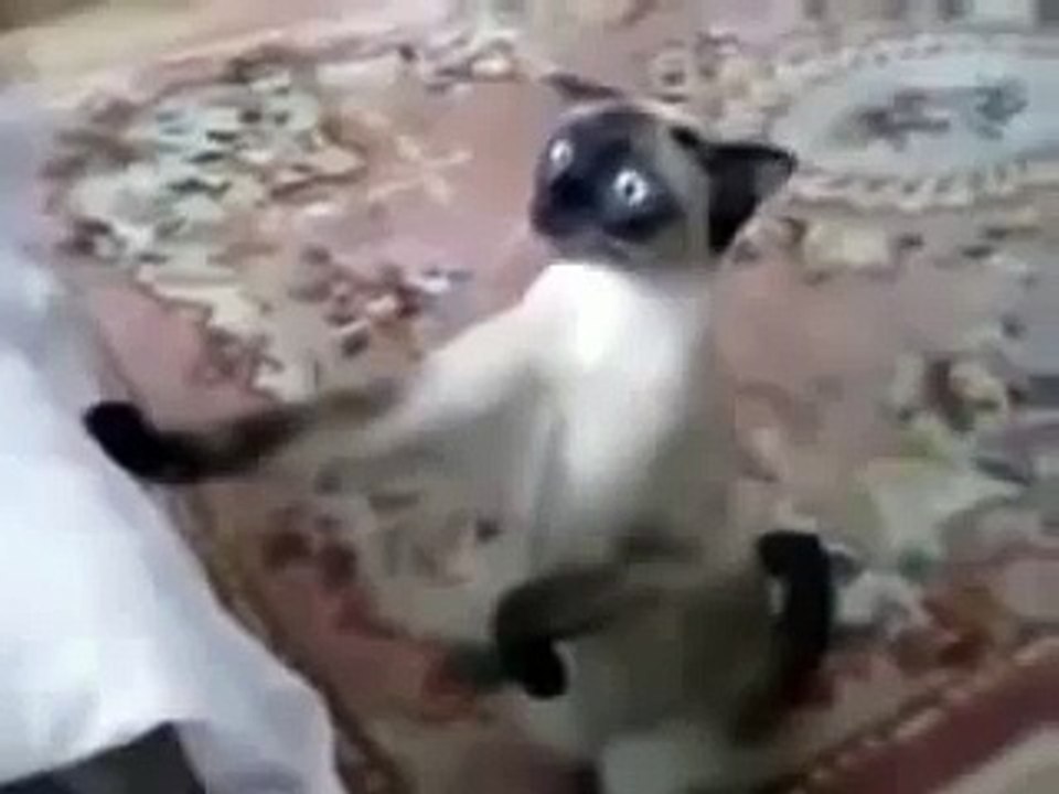 ПРИКОЛ - кот - фанатик футбола