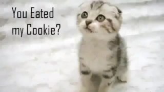 Самая маленькая в мире кошка. Funny Cat Videos