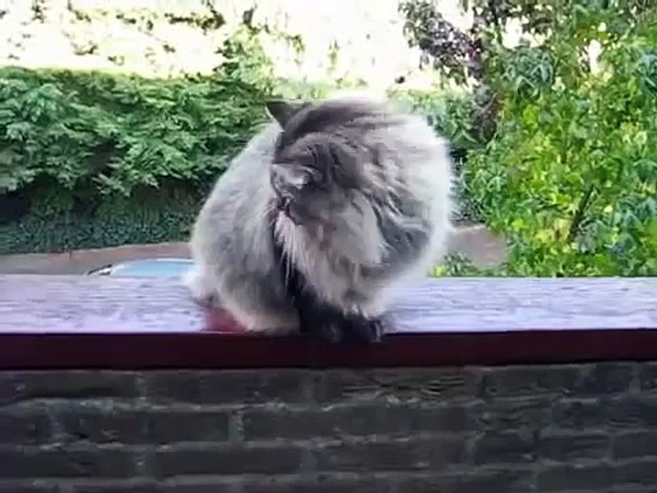 Самый большой кот в мире. Норвежский лесной кот