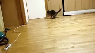 Смешной кот. Funny Cat Videos